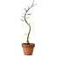 Acer palmatum Shishigashira, 45 cm, ± 10 Jahre alt, mit einem Wurzelhals von 3 cm