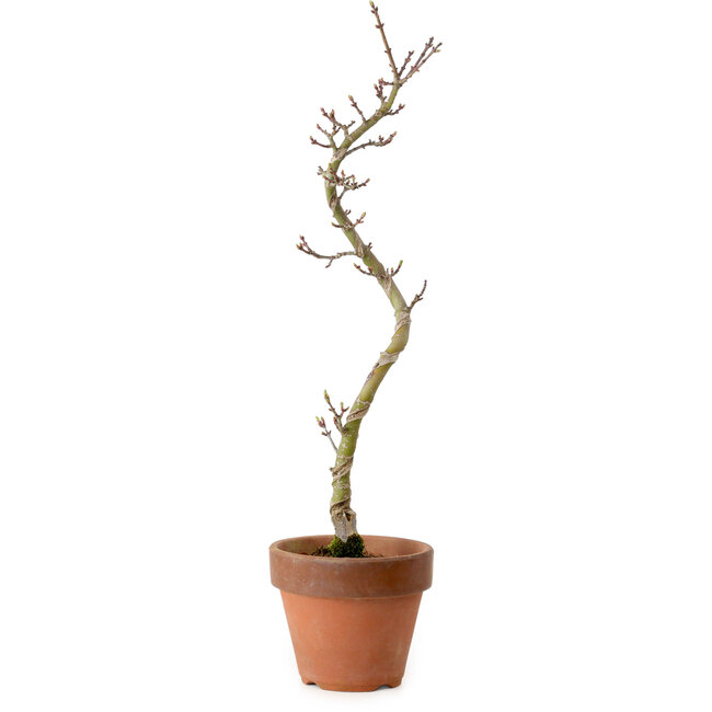 Acer palmatum Shishigashira, 45 cm, ± 10 years old, with a nebari of 3 cm