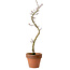 Acer palmatum Shishigashira, 45 cm, ± 10 Jahre alt, mit einem Wurzelhals von 3 cm