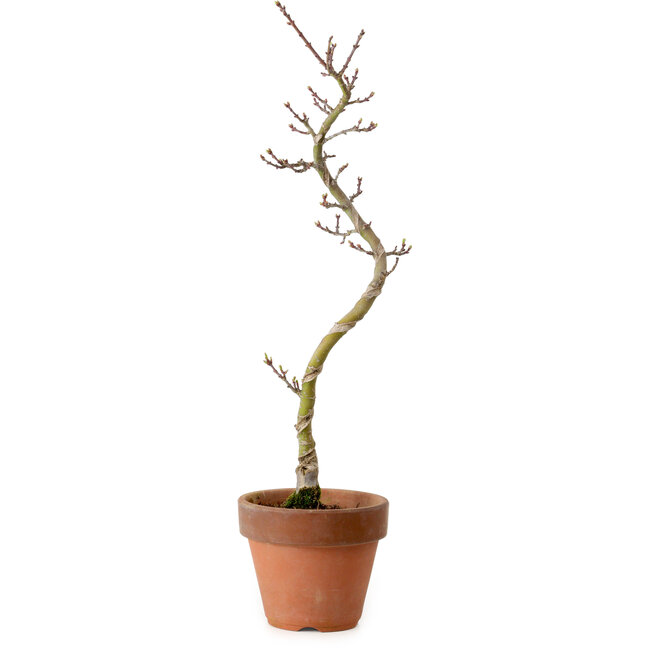 Acer palmatum Shishigashira, 45 cm, ± 10 anni, con nebari di 3 cm