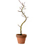 Acer palmatum Shishigashira, 45 cm, ± 10 years old, with a nebari of 3 cm