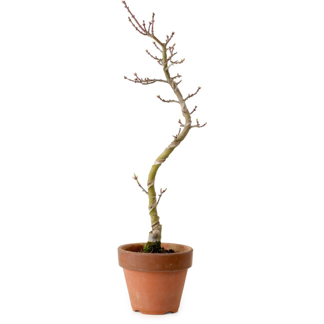 Acer palmatum Shishigashira, 45 cm, ± 10 jaar oud, met een nebari van 3 cm