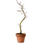 Acer palmatum Shishigashira, 45 cm, ± 10 anni, con nebari di 3 cm