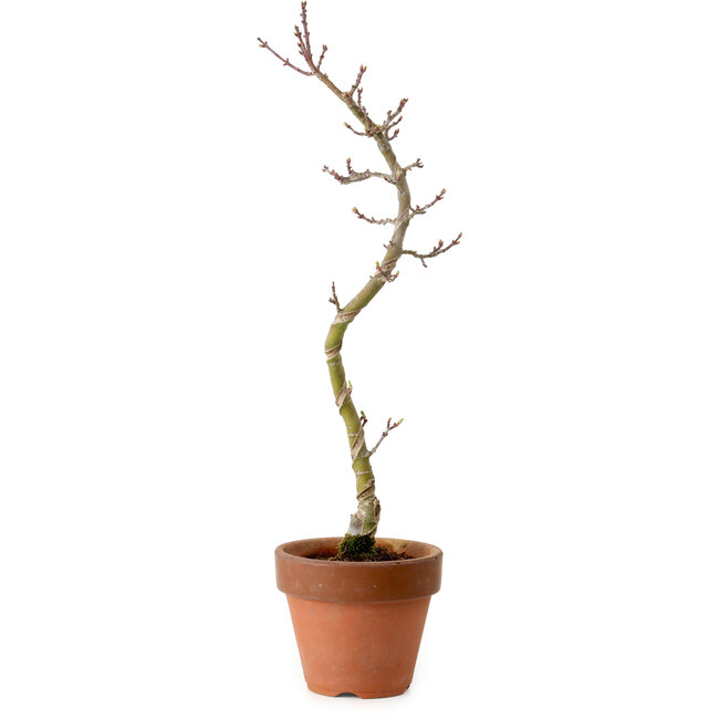 Acer palmatum Shishigashira, 45 cm, ± 10 years old, with a nebari of 3 cm