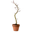 Acer palmatum Shishigashira, 45 cm, ± 10 years old, with a nebari of 3 cm