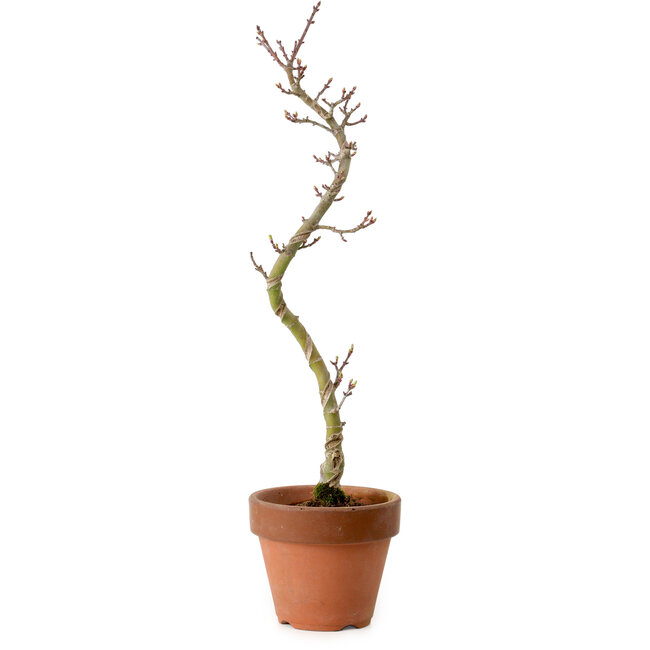 Acer palmatum Shishigashira, 45 cm, ± 10 Jahre alt, mit einem Wurzelhals von 3 cm