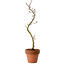 Acer palmatum Shishigashira, 45 cm, ± 10 years old, with a nebari of 3 cm