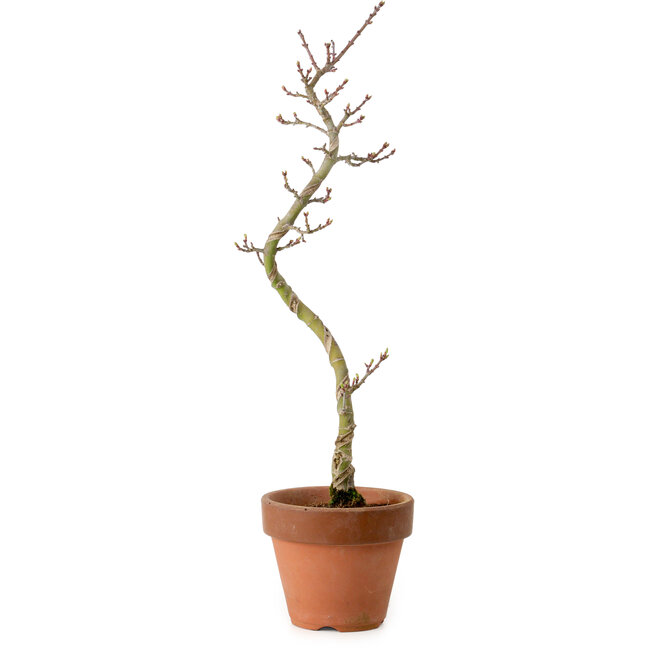 Acer palmatum Shishigashira, 45 cm, ± 10 anni, con nebari di 3 cm