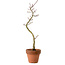 Acer palmatum Shishigashira, 45 cm, ± 10 years old, with a nebari of 3 cm