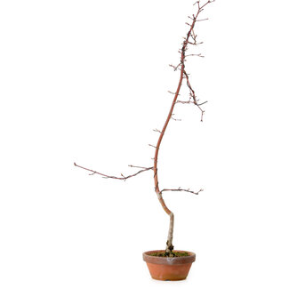 Acero palmato, 60 cm, ± 10 anni