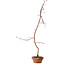 Acero palmato, 60 cm, ± 10 anni