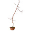 Acer palmatum, 60 cm, ± 10 years old