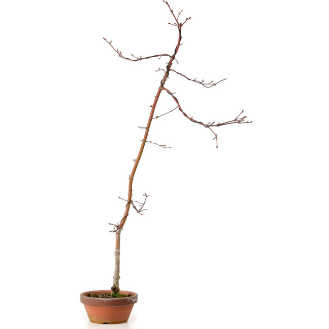 Acer palmatum, 60 cm, ± 10 jaar oud