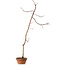 Acer palmatum, 60 cm, ± 10 years old