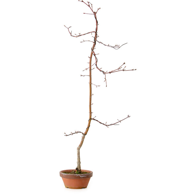 Acer palmatum, 60 cm, ± 10 años de edad