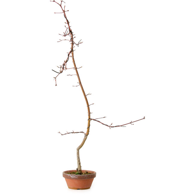 Acero palmato, 60 cm, ± 10 anni