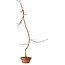 Acer palmatum, 60 cm, ± 10 years old