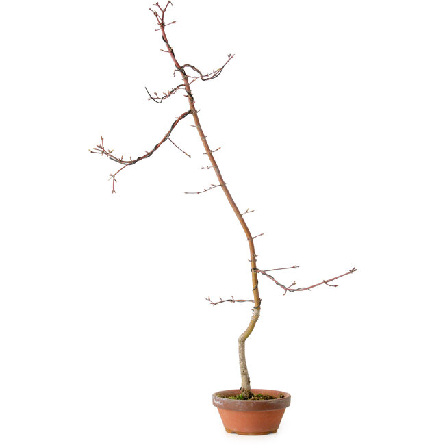 Acer palmatum, 60 cm, ± 10 jaar oud