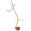 Acer palmatum, 60 cm, ± 10 años de edad