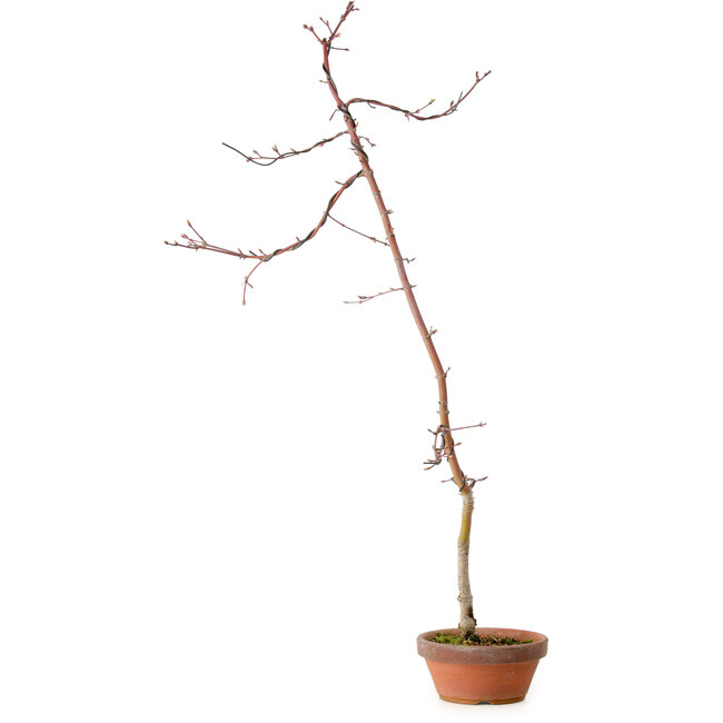 Acer palmatum, 60 cm, ± 10 jaar oud