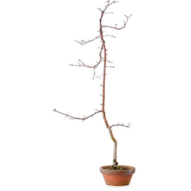 Acer palmatum, 60 cm, ± 10 Jahre alt