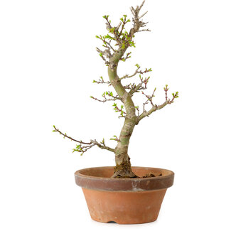 Acer palmatum Shishigashira, 42 cm, ± 10 years old