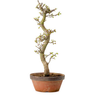 Acer palmatum Shishigashira, 42 cm, ± 10 años de edad