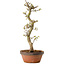 Acer palmatum Shishigashira, 42 cm, ± 10 Jahre alt, mit einem Wurzelhals von 5 cm