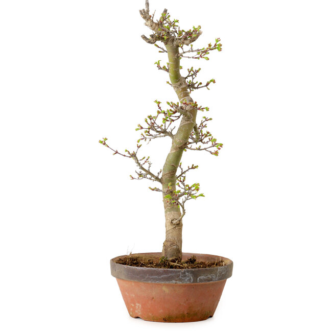 Acer palmatum Shishigashira, 42 cm, ± 10 años, con un nebari de 5 cm