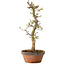 Acer palmatum Shishigashira, 42 cm, ± 10 jaar oud, met een nebari van 5 cm