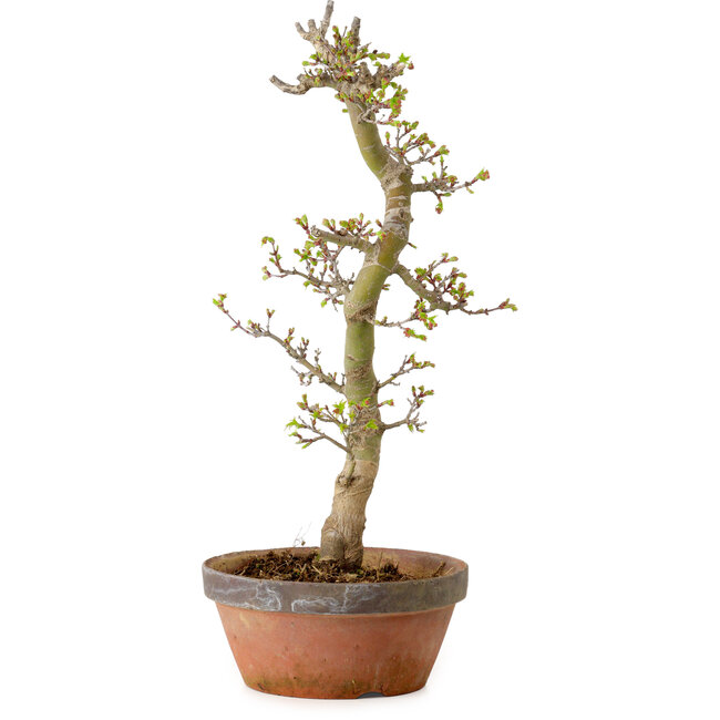 Acer palmatum Shishigashira, 42 cm, ± 10 years old, with a nebari of 5 cm