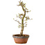 Acer palmatum Shishigashira, 42 cm, ± 10 anni, con nebari di 5 cm