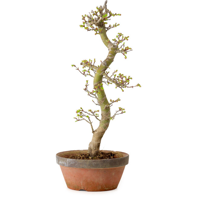 Acer palmatum Shishigashira, 42 cm, ± 10 anni, con nebari di 5 cm