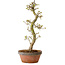Acer palmatum Shishigashira, 42 cm, ± 10 Jahre alt, mit einem Wurzelhals von 5 cm