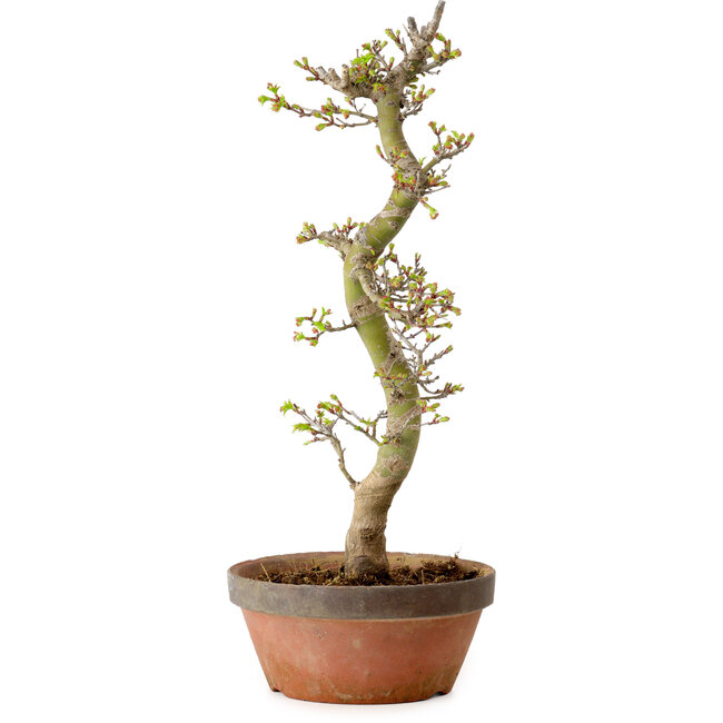 Acer palmatum Shishigashira, 42 cm, ± 10 jaar oud, met een nebari van 5 cm