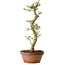 Acer palmatum Shishigashira, 42 cm, ± 10 Jahre alt, mit einem Wurzelhals von 5 cm