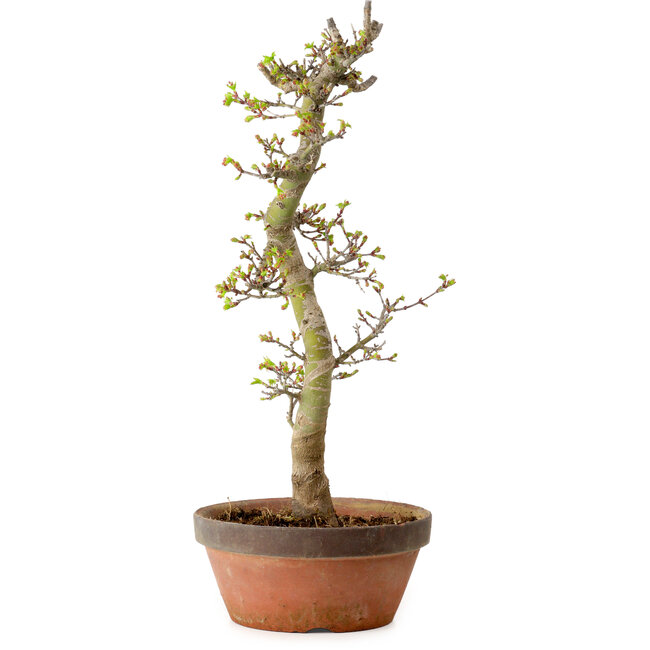 Acer palmatum Shishigashira, 42 cm, ± 10 años, con un nebari de 5 cm