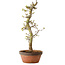 Acer palmatum Shishigashira, 42 cm, ± 10 jaar oud, met een nebari van 5 cm