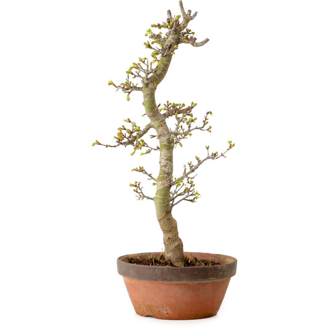 Acer palmatum Shishigashira, 42 cm, ± 10 years old, with a nebari of 5 cm