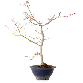 Acer palmatum, 55 cm, ± 15 Jahre alt