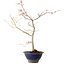 Acer palmatum, 55 cm, ± 15 ans, avec un nebari de 8 cm