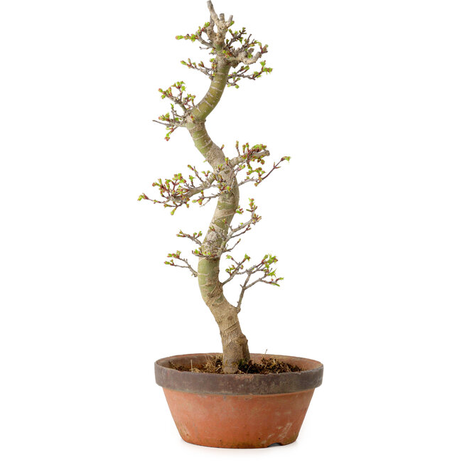 Acer palmatum Shishigashira, 42 cm, ± 10 años, con un nebari de 5 cm