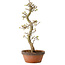 Acer palmatum Shishigashira, 42 cm, ± 10 Jahre alt, mit einem Wurzelhals von 5 cm