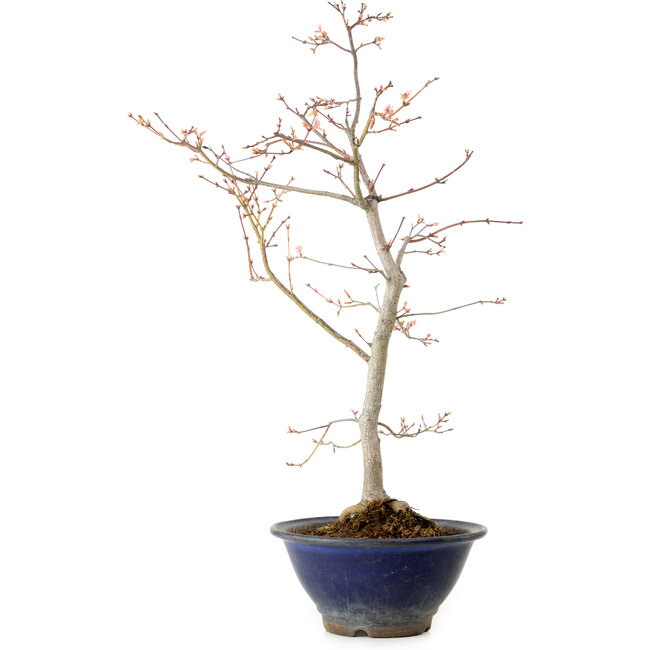 Acer palmatum, 55 cm, ± 15 anni, con nebari di 8 cm