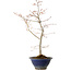 Acer palmatum, 55 cm, ± 15 anni, con nebari di 8 cm