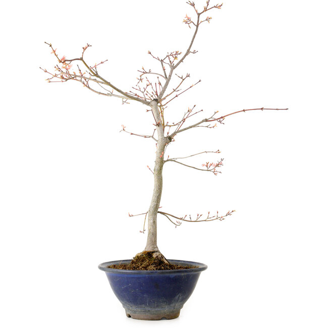Acer palmatum, 55 cm, ± 15 años, con un nebari de 8 cm