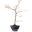 Acer palmatum, 55 cm, ± 15 ans, avec un nebari de 8 cm