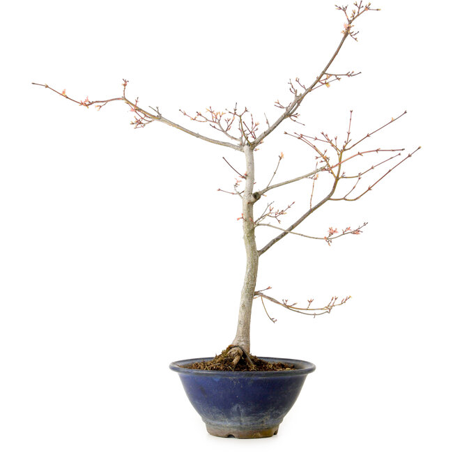 Acer palmatum, 55 cm, ± 15 jaar oud, met een nebari van 8 cm