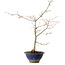 Acer palmatum, 55 cm, ± 15 anni, con nebari di 8 cm