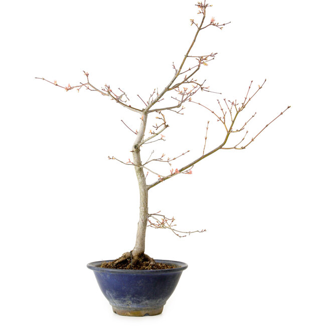 Acer palmatum, 55 cm, ± 15 jaar oud, met een nebari van 8 cm